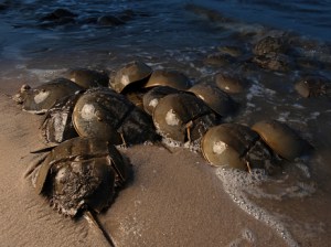 horseshoe-crabs