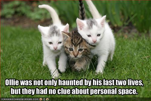 funny-pictures-cats-past-two-lives-have-no-clue-about-personal-space