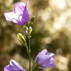 Musings On A Vampire Birthday – A Song from the Heart and Soul