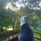 A storm, a lost cat, loss, and love