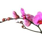 Being Different – Being Brave: 10/26 is Intersex Awareness Day