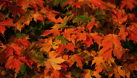 fallcolorleaves