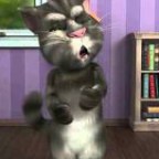 The Answer Will Always Be NO (listen to the cat and the Vampire)