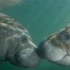 A kiss so sweet or a kiss divine, all yours and all mine.