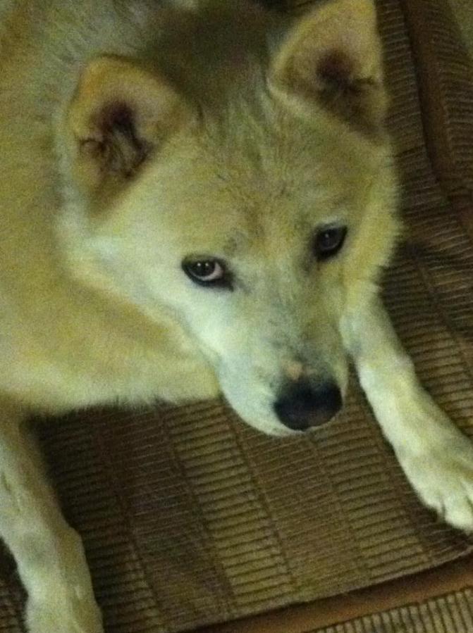 I told that dog that if she even things twice about bringing home a puppy or another cat I will kill her. I think she believes me.