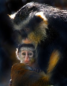 New Babies Sacramento Zoo