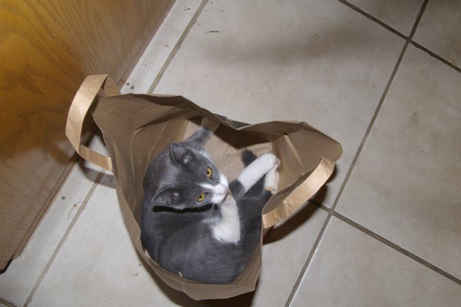 He does stupid things like sit in the bottom of bags.