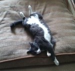 Vampire Maman's Cat - this makes me want to cough up a hairball - Gloria the Calico Cat