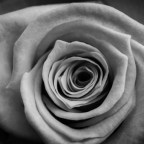 Ghostly Muse – I think not