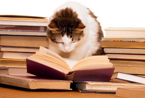 cat reads the classics