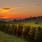 A Night in The Vineyard