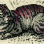 Cats, Coyotes and Clips