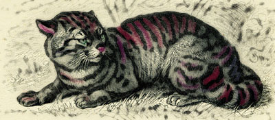 changing patterns copy