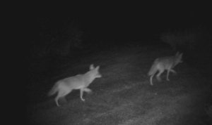 Coyotes that pass in the night