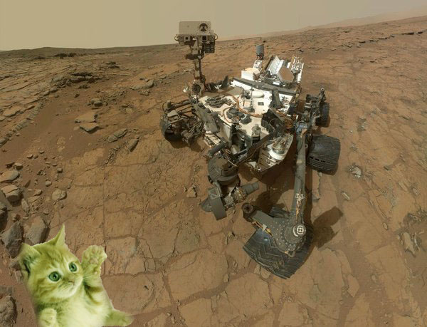 kitten on mars