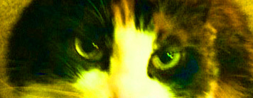 cat eyes