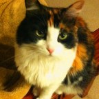 If you have a cat…