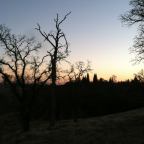 Tangled Tales: Magnolia