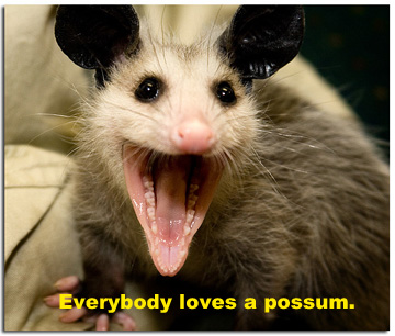 everybodylovesapossum