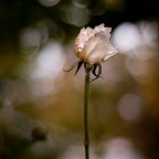 A Need You Dare Not Admit