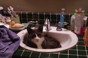 oscar in sink