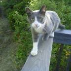 Why teens are like cats.