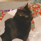 Vlad’s Vampire Diary: Last Christmas