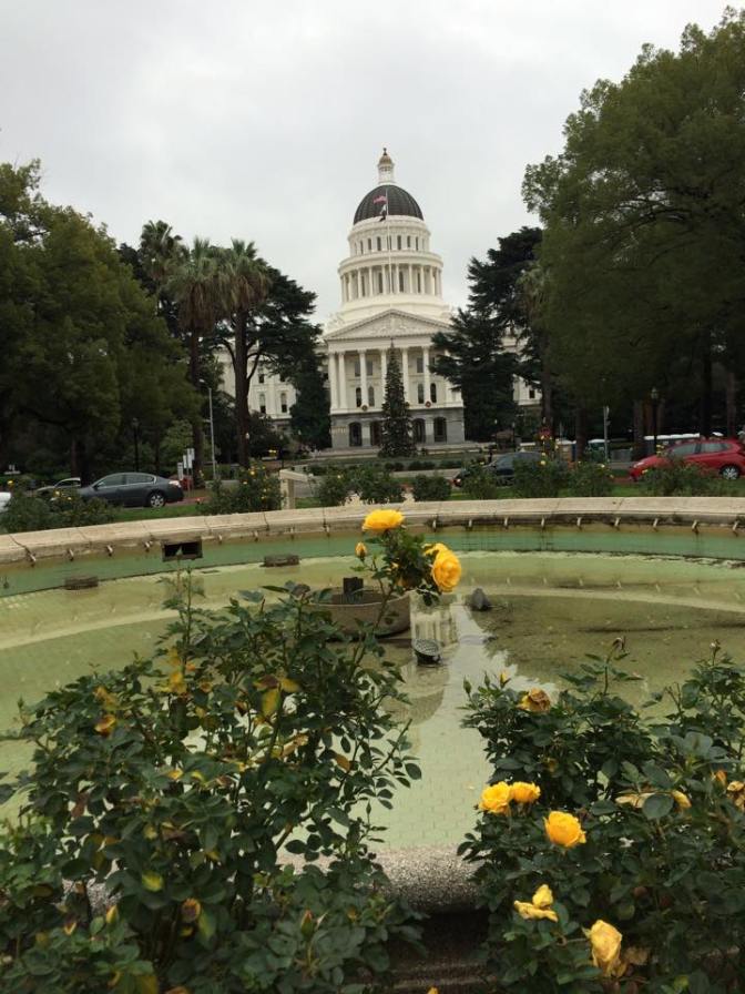 Christmas Roses at the California State Capitol