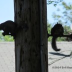 To The Squirrel I Love