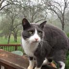 Morning musings on cats, siblings, the weekend and skating.