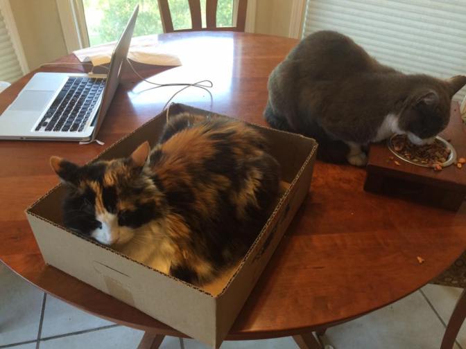 Food and a box is all they ask for (usually)