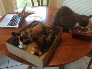 My Editors: Food and a box is all they ask for (usually)