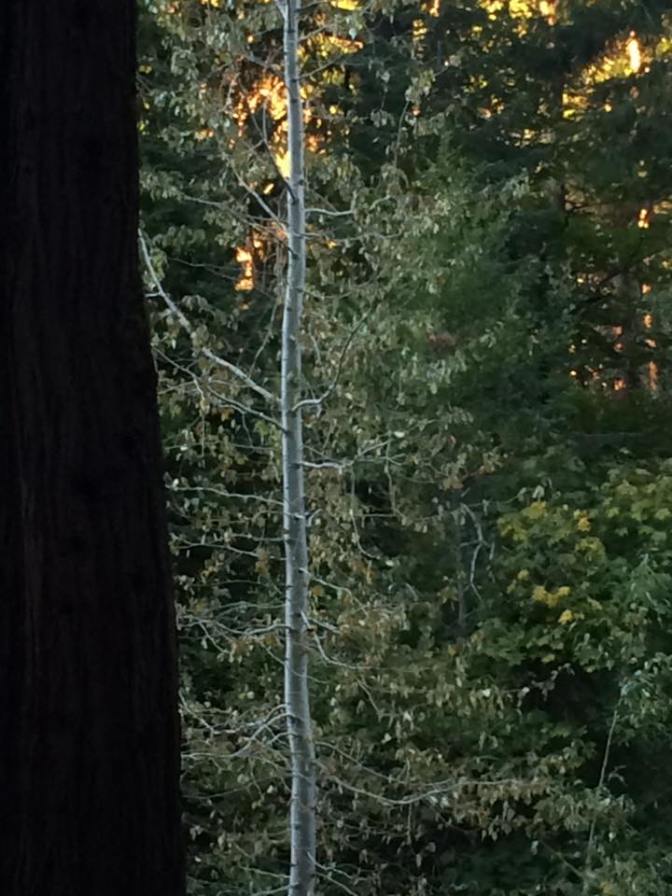 wild-plum-campground