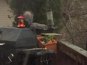 Oh shit. This is why the bird feeder is always empty. 
