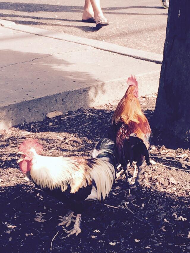 21751446_10211963179293961_6505416508131559800_n