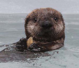 sea-otter-pup-300