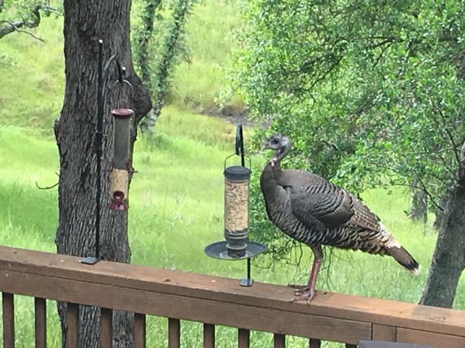 30709926_10213679673165235_8881842886086230016_n-1