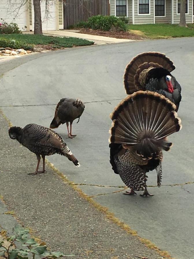 29791784_10213587011568753_666892534261219328_n