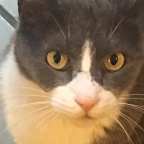 Burning Questions 2023 #4: Fluffy the Vampire Killer