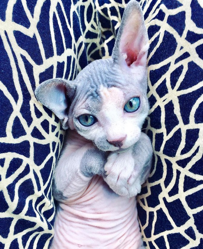 adorable-hairless-sphynx-kittens-57-5cb83f693d023__700