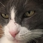 Cat-ur-day: Assorted Shades of Oscar Gray