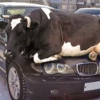 Burning Question #64: Distracted Driving