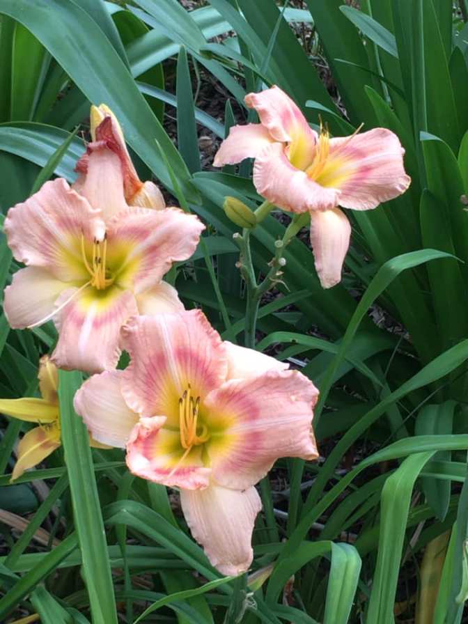 103370915_10219848234535414_1582892227904971186_n