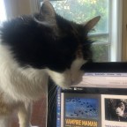 Caturday Muse and Vampire News