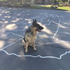 Thoughts on Summer Heat, Schools, and Dog Walks