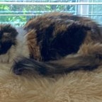 Yes Virginia, Dogs and Cats Love Each Other