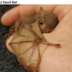 Lazy Halloween and A Remarkable “True” Story