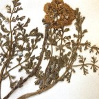 Wonderful Things My Husband Brings Me: Flora of Kansas 1886