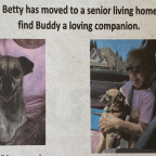 Senior Dogs Need Holiday Cheer