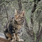 There Would Always Be Cats